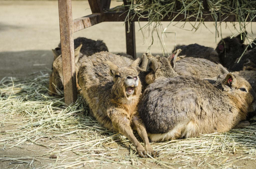 La mara patagónica: un curioso roedor que parece una liebre