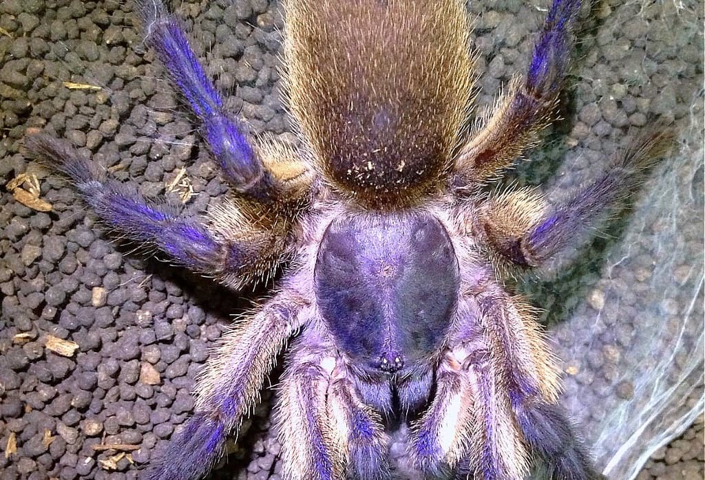 Conoce a la tarántula más hermosa del mundo