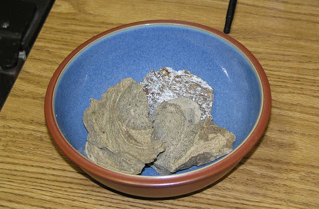 La caca de ballena vale una fortuna y, aunque es asquerosa, la usas todos los días