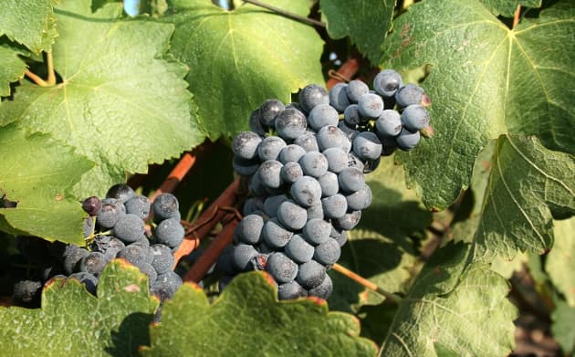 Las 10 variedades de vino más populares del mundo