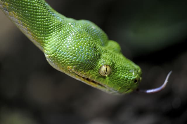 Las 5 sustancias más venenosas del mundo