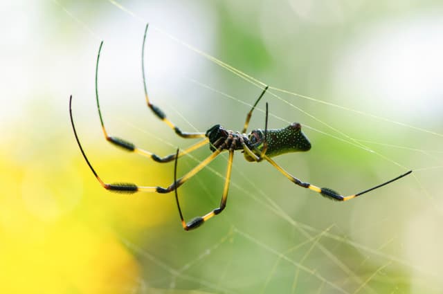 Las arañas “escuchan” el sonido de la telaraña al cazar