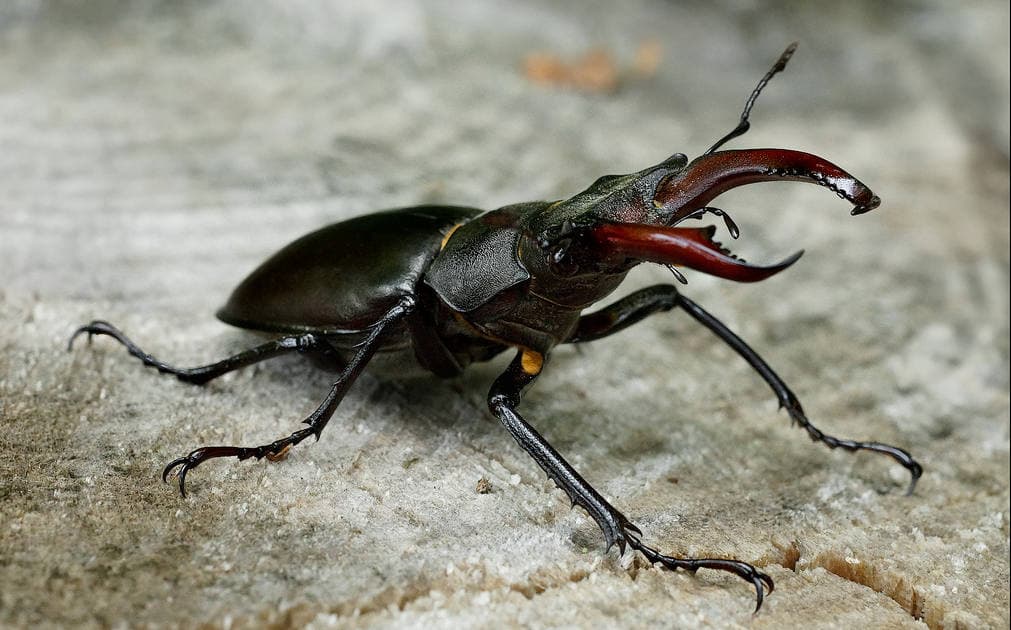 Las intrigantes mandíbulas de los ciervos voladores