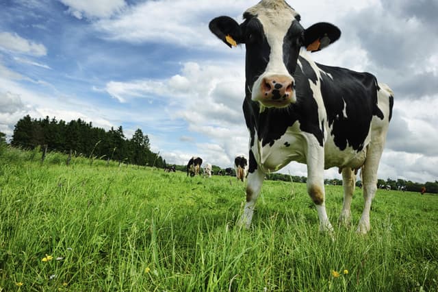 Los 7 impuestos más raros y locos del mundo