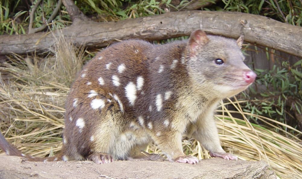 5 extraños y curiosos marsupiales que probablemente no conocías