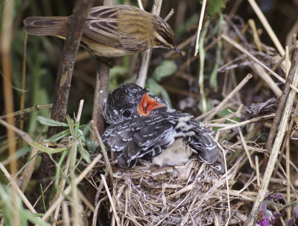 Los cucos no son pájaros tan parásitos como se creía