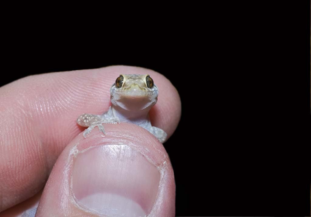 Los Gecónidos, unos reptiles extraños y encantadores