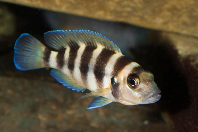 Pez nicaragüense desafía la velocidad de la evolución