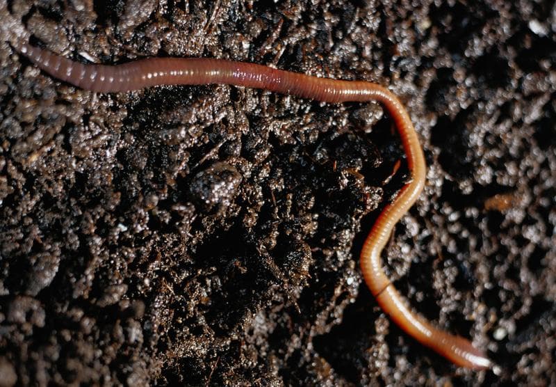 Por dónde respiran las lombrices