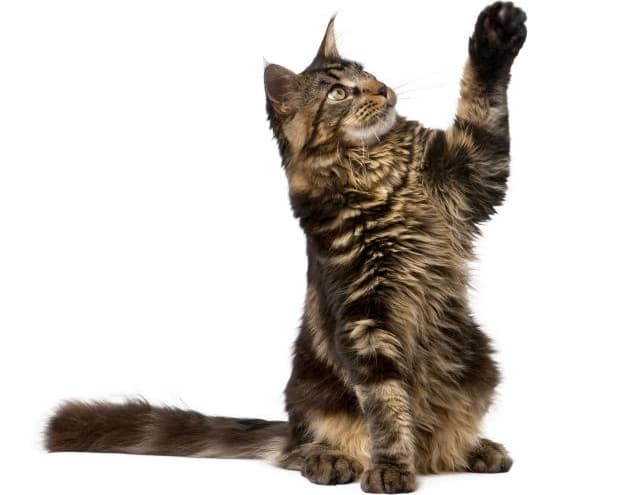 ¿Por qué los gatos amasan?