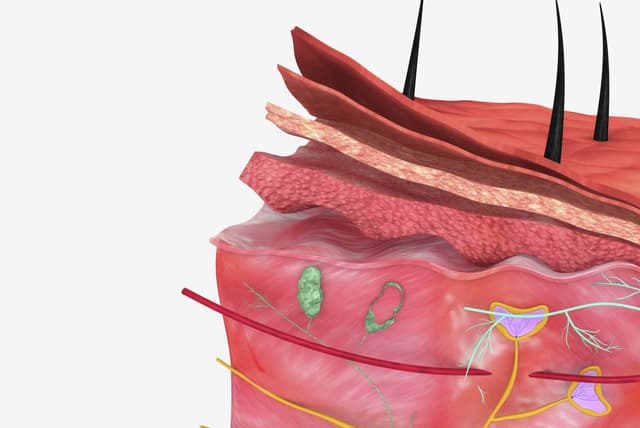 ¿Por qué los humanos seguimos teniendo vello púbico y axilar?