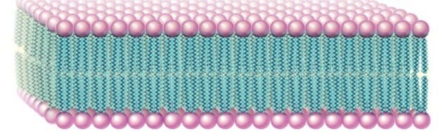¿Por qué los lípidos son insolubles en agua?