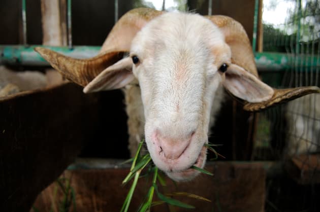 ¿Por qué los rumiantes tienen 4 estómagos?