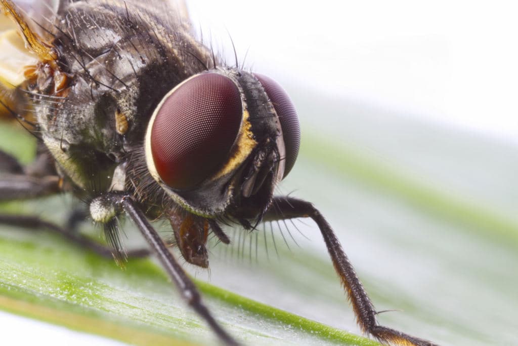 Por qué es tan difícil matar una mosca