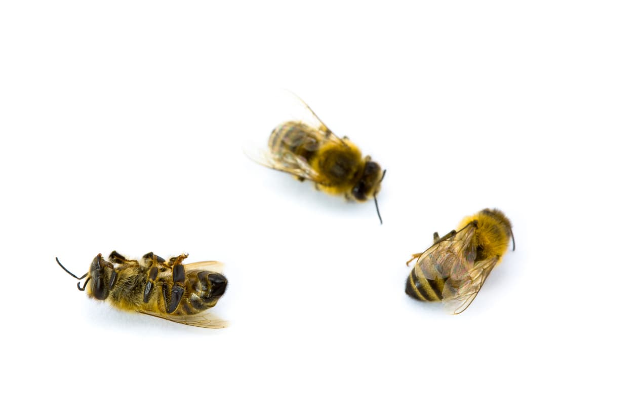 ¿Por qué están muriendo las abejas?