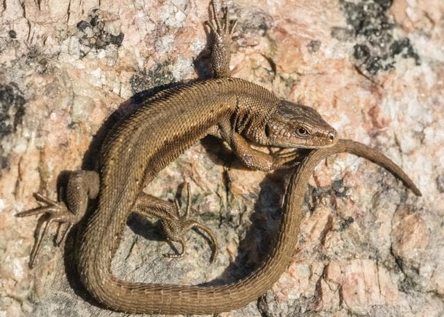¿Por qué la cola de los reptiles vuelve a crecer?