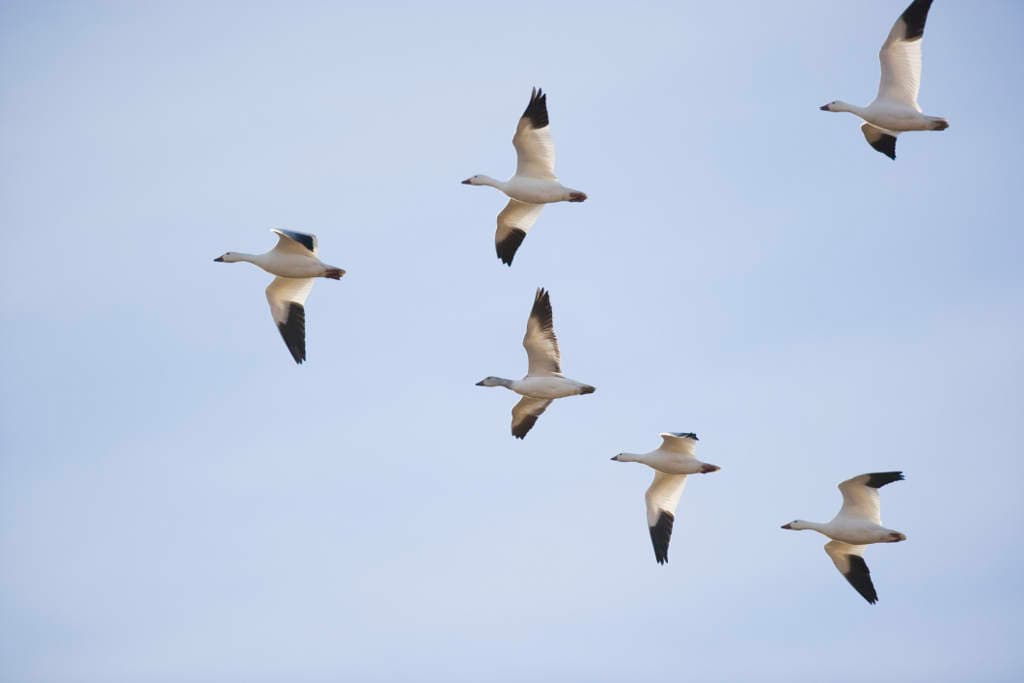 ¿Por qué las aves vuelan formando una V?