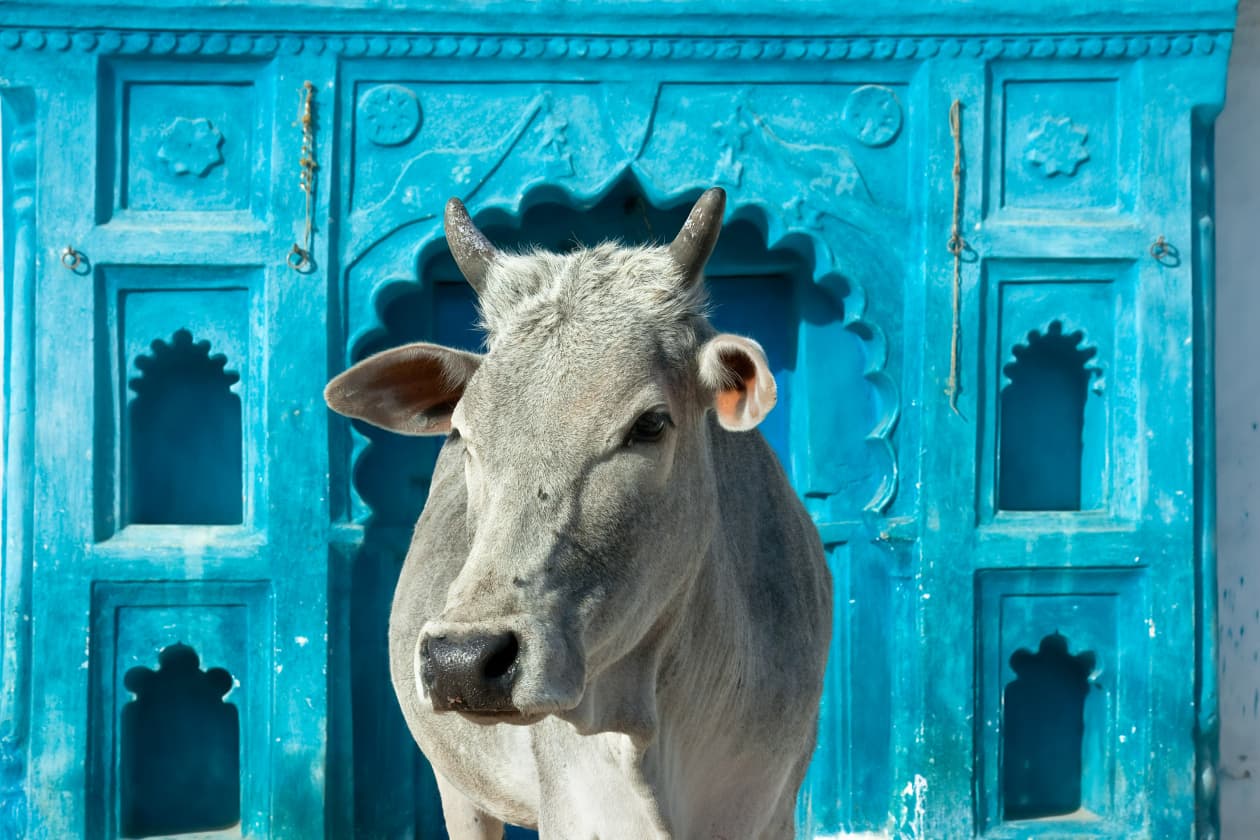 ¿Por qué las vacas son sagradas en India?