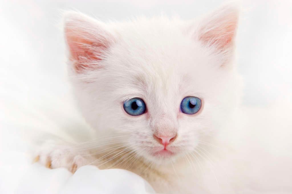 ¿Por qué los gatos blancos de ojos azules suelen ser sordos?
