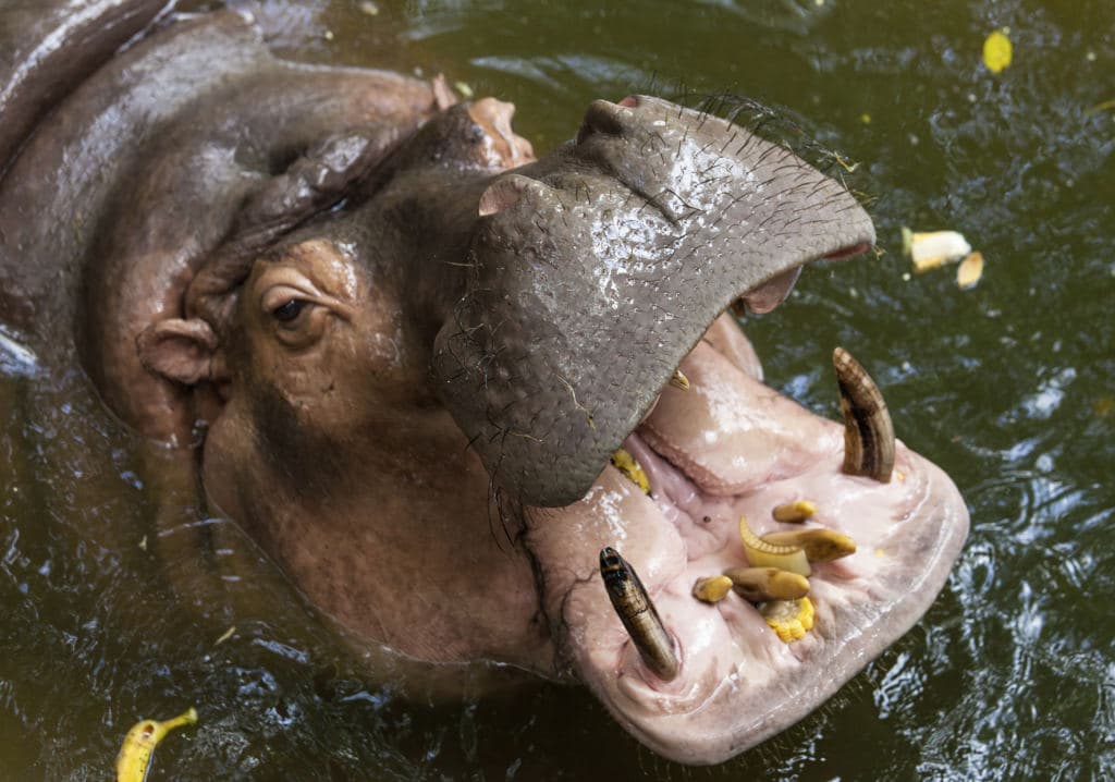¿Por qué los hipopótamos están causando problemas en Colombia?