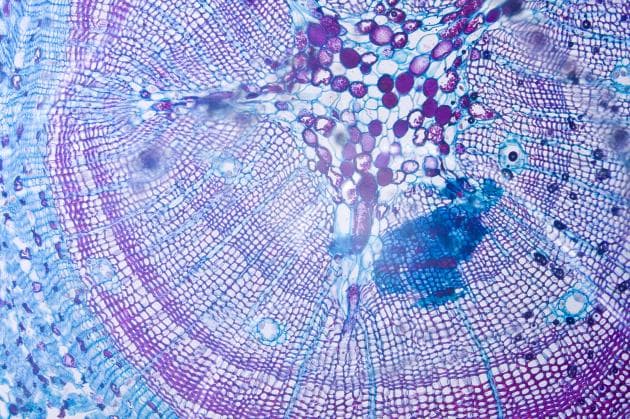 Postulados de la teoría celular