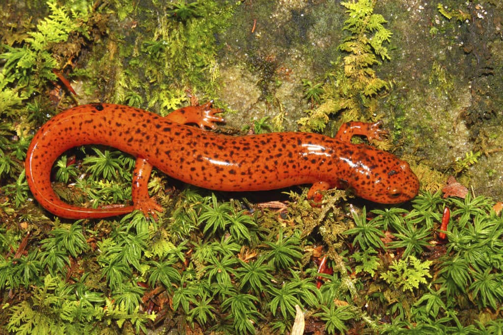 ¿Puede el cambio climático afectar el tamaño de los animales?