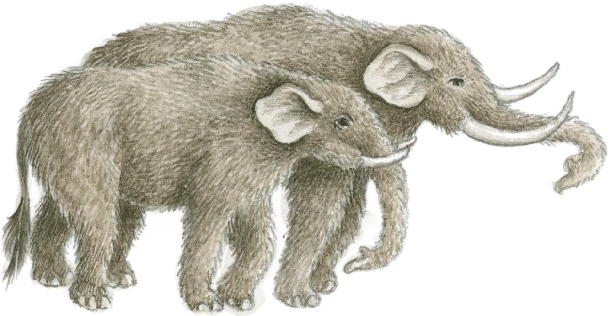 ¿Qué diferencias hay entre un mamut y un mastodonte?