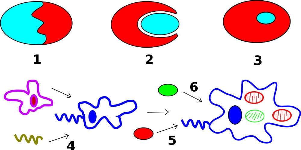 ¿Qué es la Teoría Endosimbiótica?