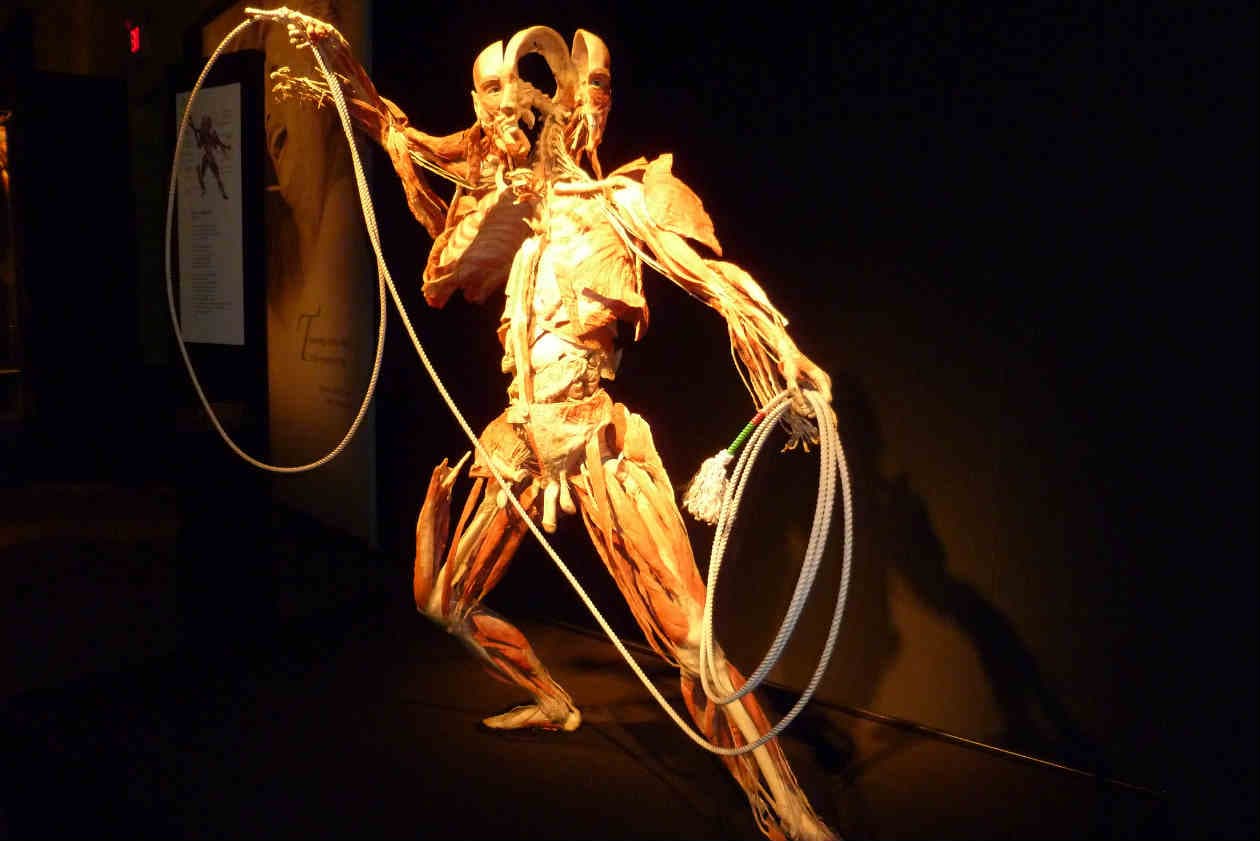 Qué es la plastinación de cadáveres