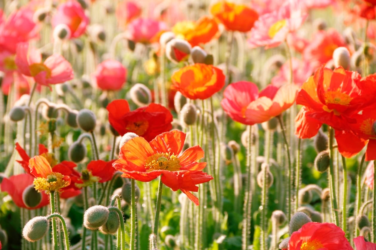 ¿Qué son las endorfinas?