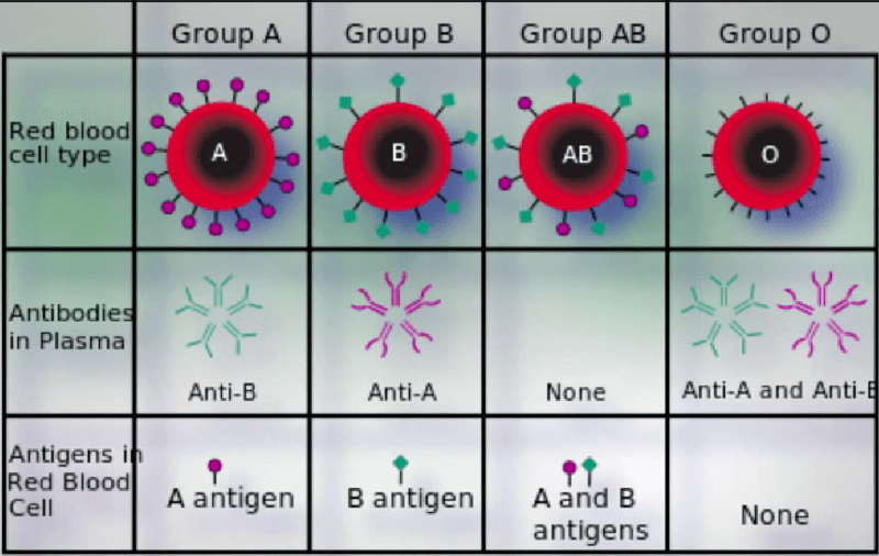 ¿Qué son los grupos sanguíneos?