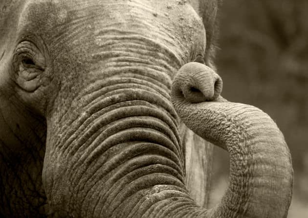 ¿Sabías que los elefantes vienen equipados para combatir el cáncer por naturaleza?