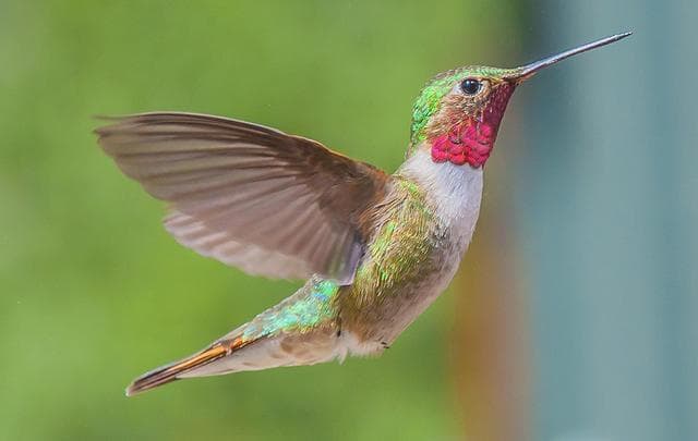¿Serán estos los 7 animales más lindos del mundo?