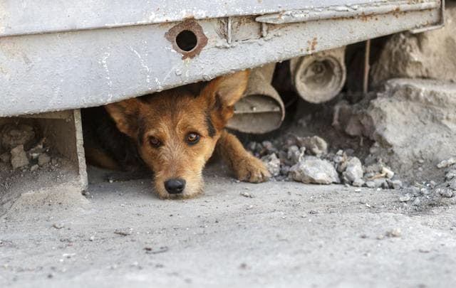 ¿Tu perro se ve triste? Quizá sufre de depresión