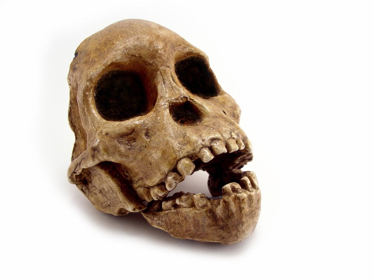 Últimos descubrimientos arqueológicos