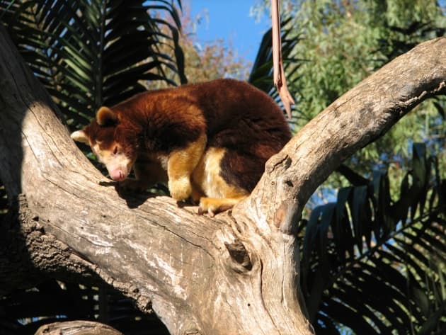 Un esfuerzo por salvar al Canguro Arborícola