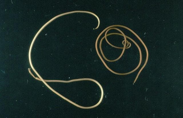 Viendo curiosidades: parásito saliendo de una mantis religiosa