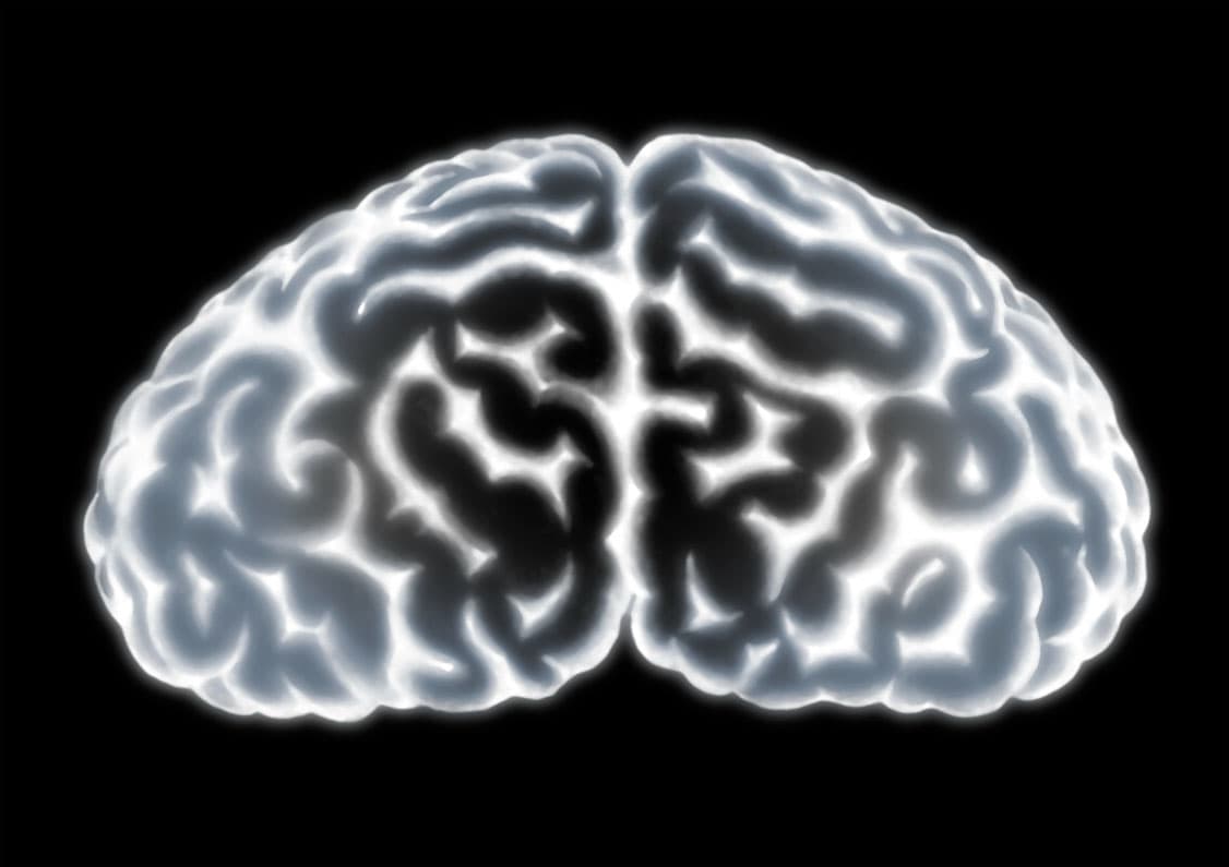 ¿Por qué son tan singulares los delfines?