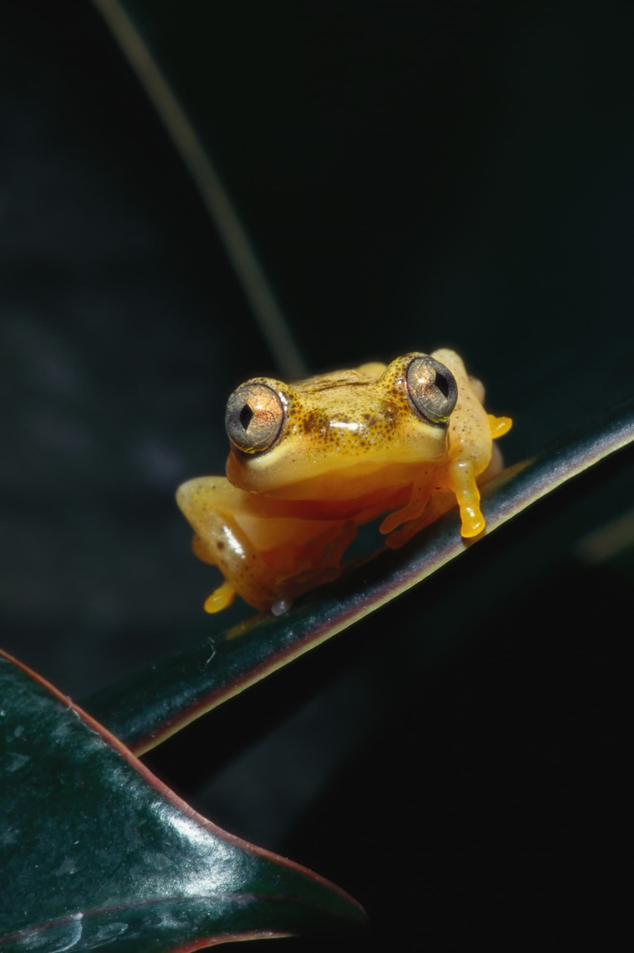Descubren doce ranas en la India
