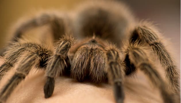 La extrema y violenta vida sexual de las arañas