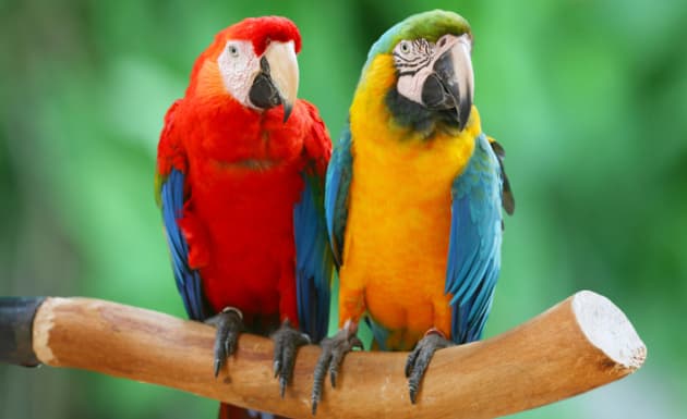 ¿Por qué los loros hablan?