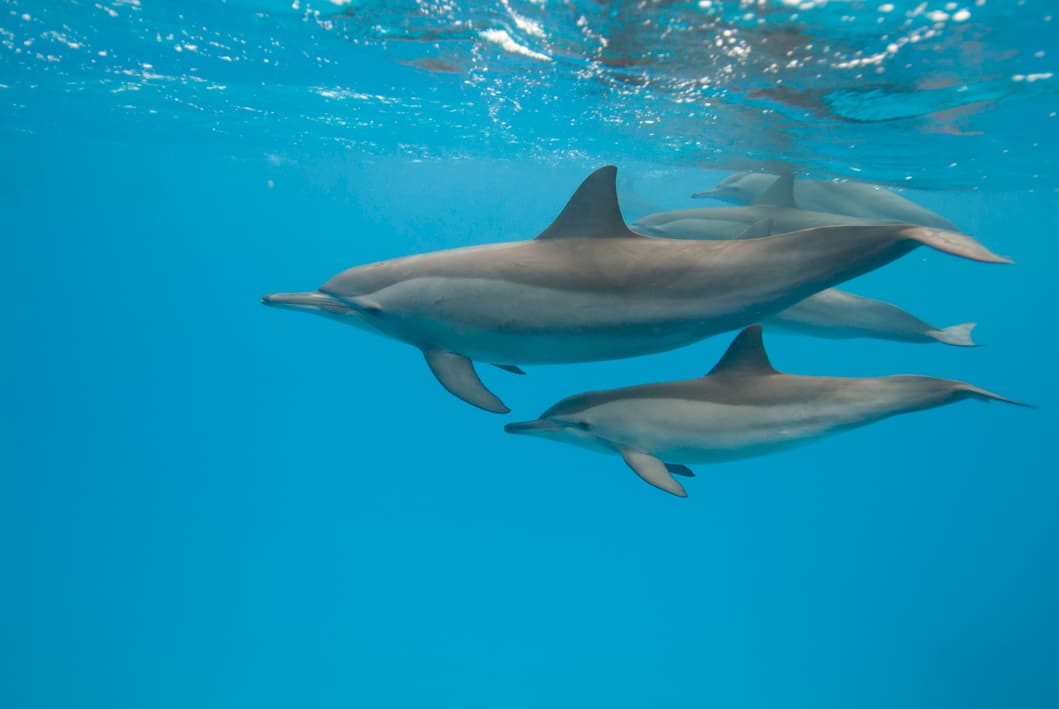 ¿Qué animal tiene mejor memoria?