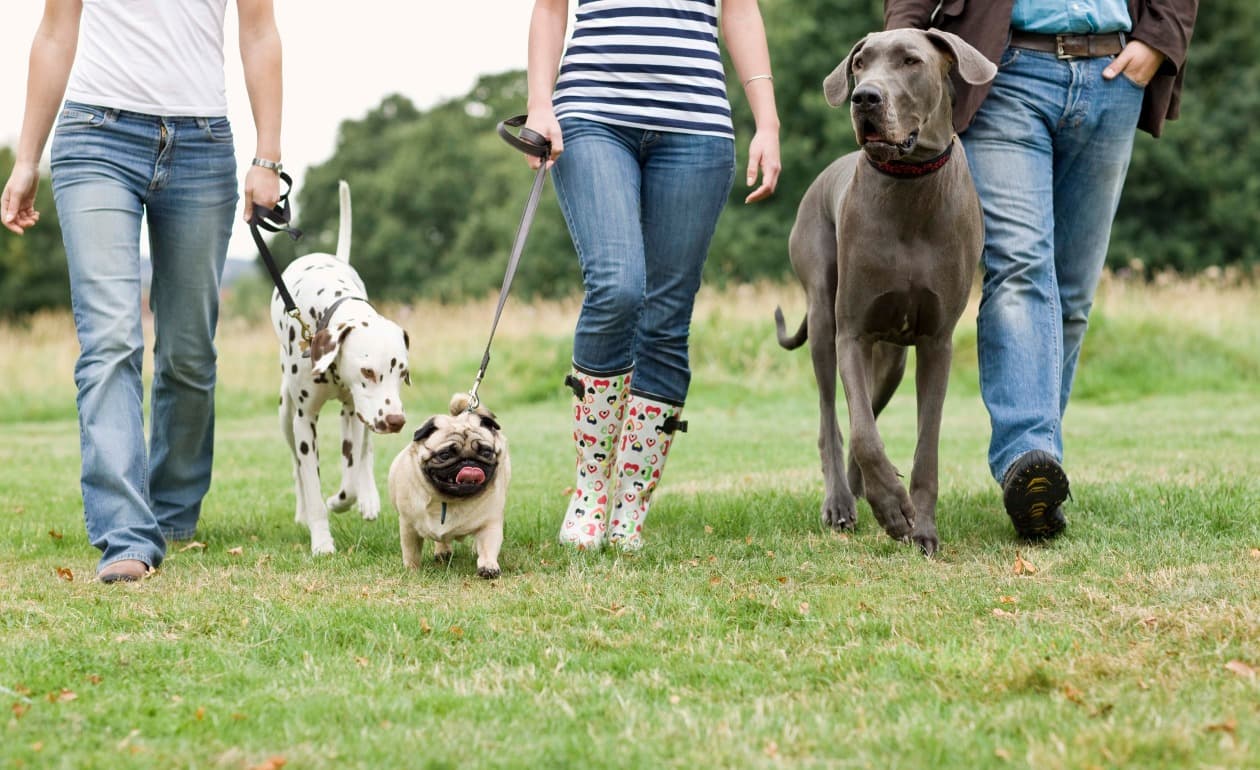 Un nuevo estudio explica cómo los lobos se volvieron perros