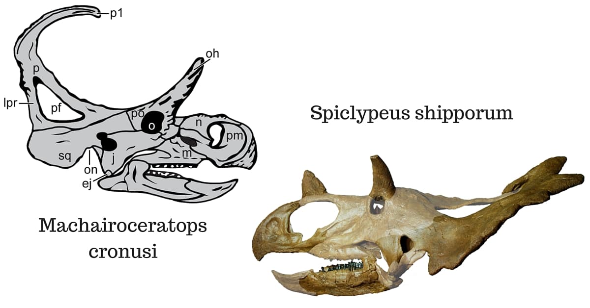 Conoce a estos parientes del Triceratops recientemente descubiertos y con cuernos muy extravagantes