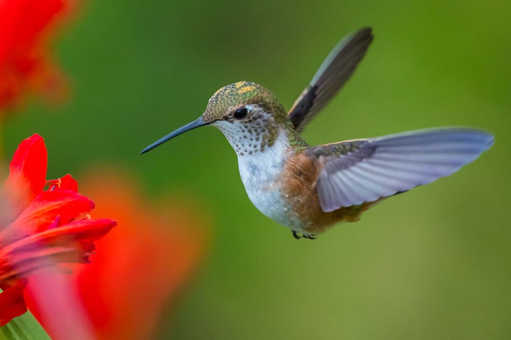 La ciencia descubrió por qué los colibríes vuelan tan bien, ¿te lo imaginas?