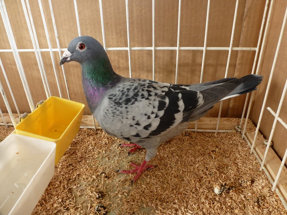 No creerás lo que la policia encontró oculto en el lomo de esta paloma