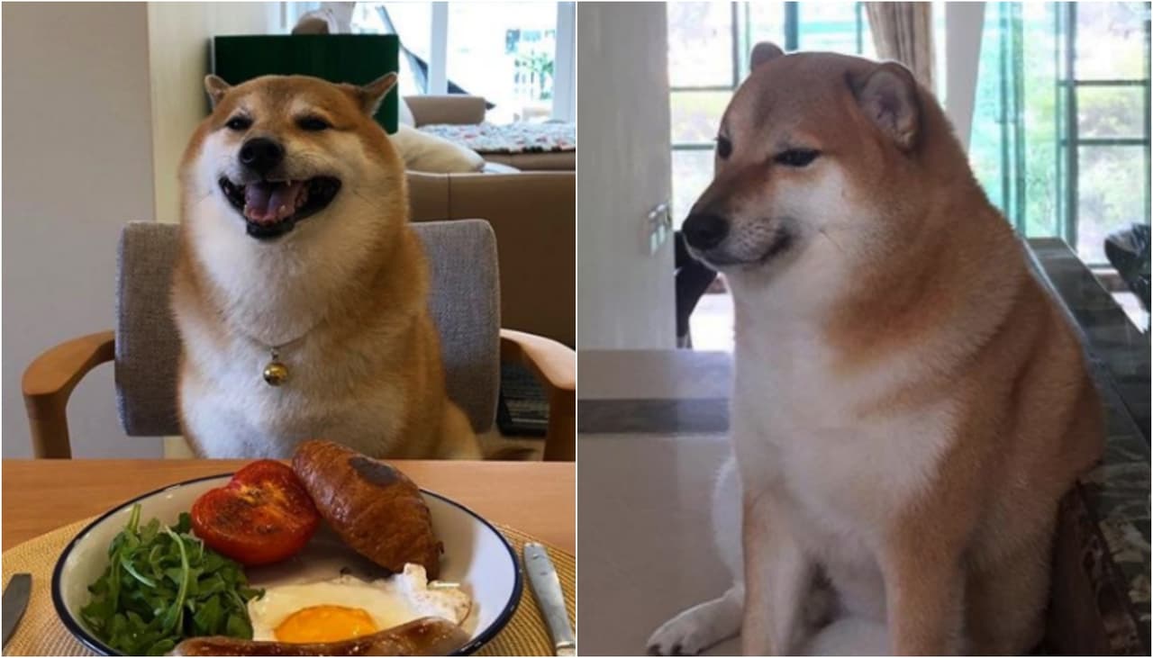 Conoce al verdadero Cheems, el perrito de los memes que nos robó el corazón