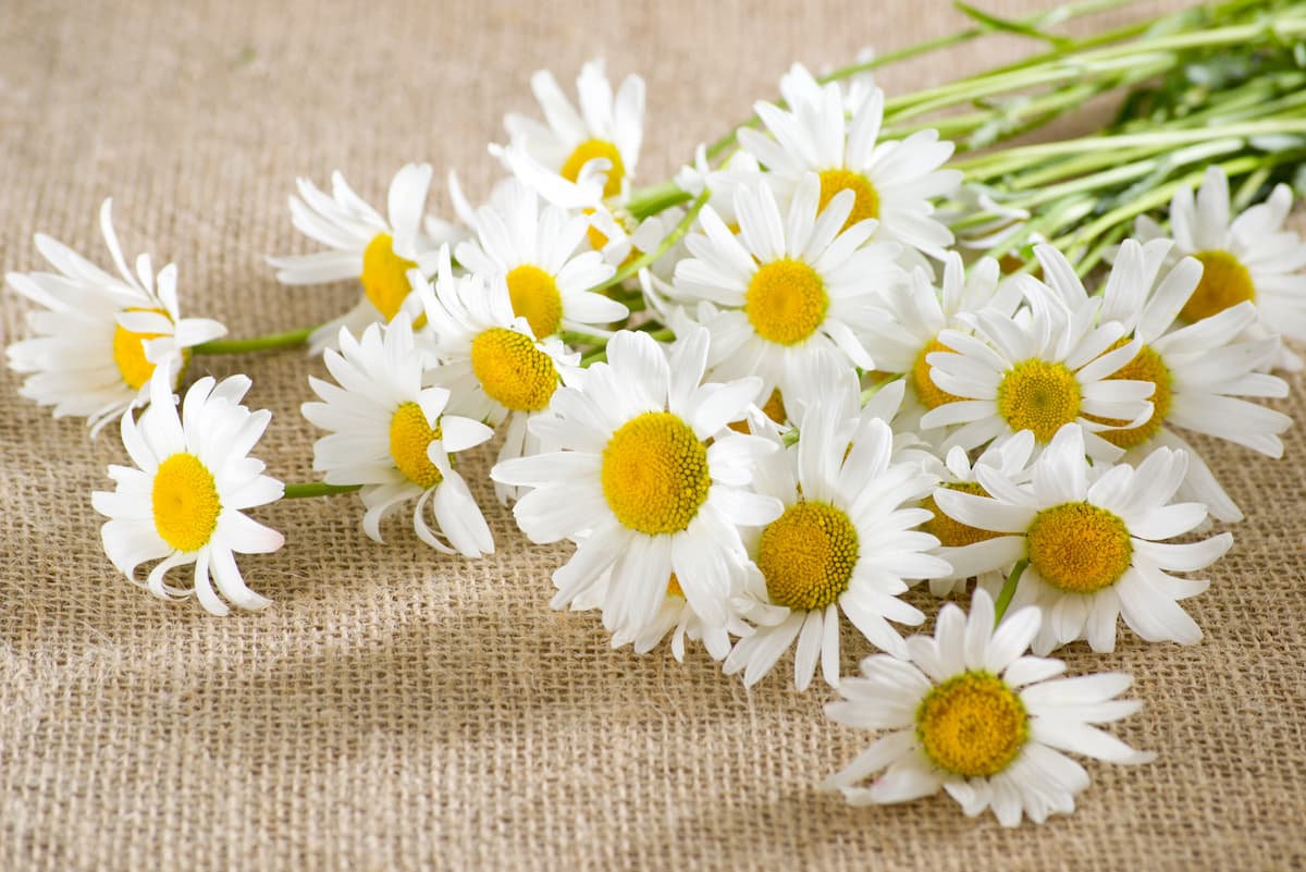 3 recetas naturales para que tus pestañas sean más largas