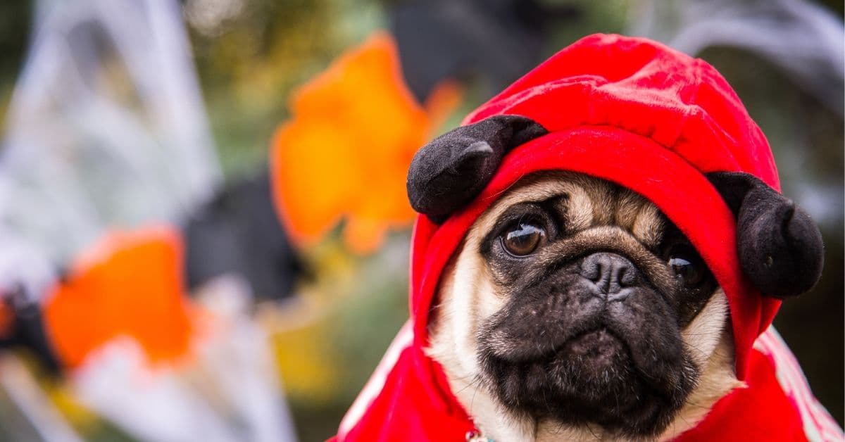 Ya hay una colección de ropa para que combines con tu mejor amigo peludo