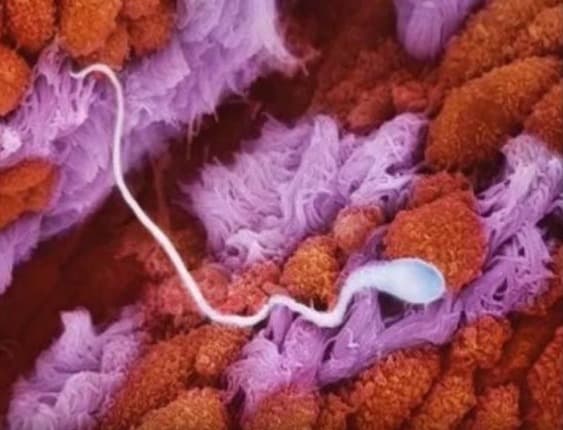 ¿Cómo imaginas el crecimiento de tu bebé en el vientre? Estas fotos te lo mostrarán